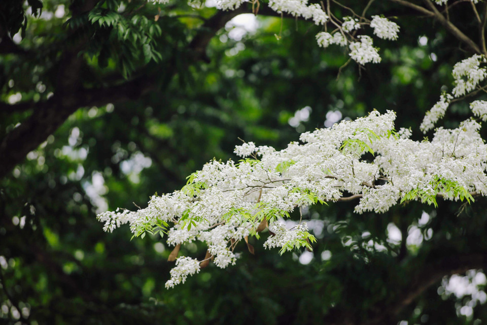 Nếu có dịp đến Hà Nội những ngày này ắt hẳn người ta sẽ khó mà quên được. (Ảnh: Minh Sơn/Vietnam+)