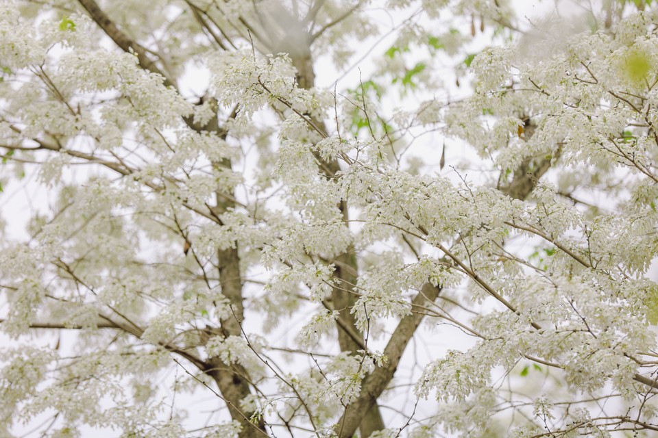 (Ảnh: Minh Sơn/Vietnam+)