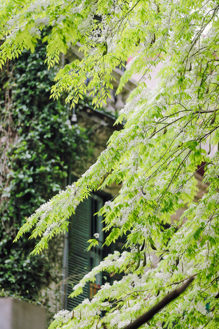 Bước ra đường vào sáng sớm, hòa vào sắc trắng tinh khôi của hoa sưa, người ta chợt thấy lòng mình nhẹ nhàng, thanh thản. (Ảnh: Minh Sơn/Vietnam+)