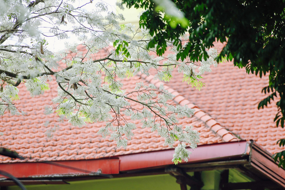 Thật không quá khi nói rằng hoa sưa là một nét vẽ đẹp không thể thiếu trong bức tranh Hà Nội thời điểm giao mùa. (Ảnh: Minh Sơn/Vietnam+)