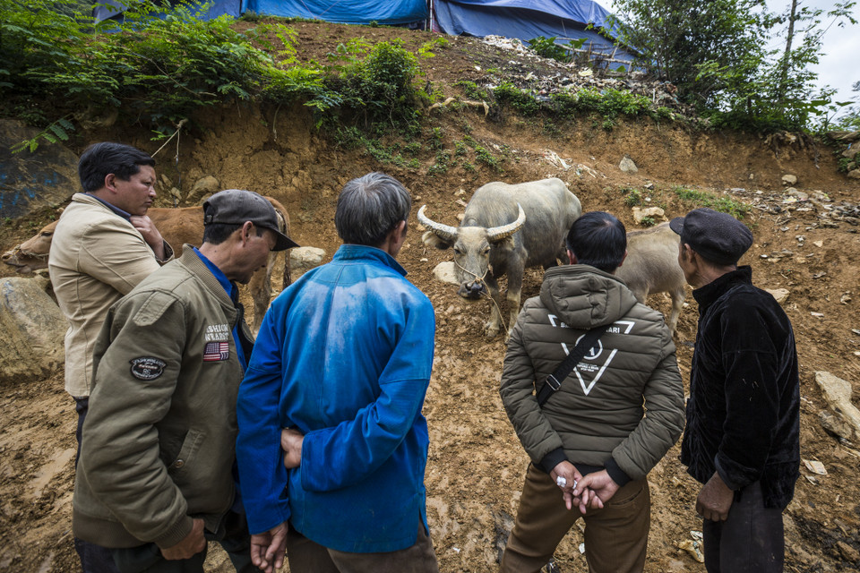 Chợ phiên Cán Cẩu cũng nổi tiếng với tên gọi 'chợ trâu' nổi tiếng nhất vùng Tây Bắc. (Ảnh: Minh Sơn/Vietnam+)