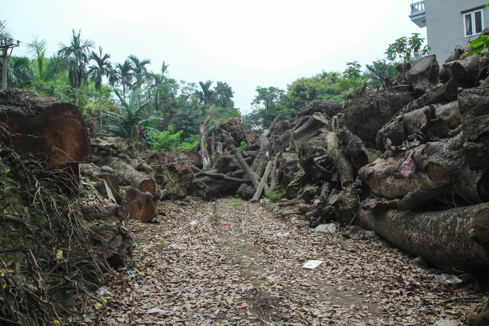 Cận cảnh kho gỗ tại vườn ươm (Ảnh: Minh Sơn-Sơn Bách/Vietnam+)
