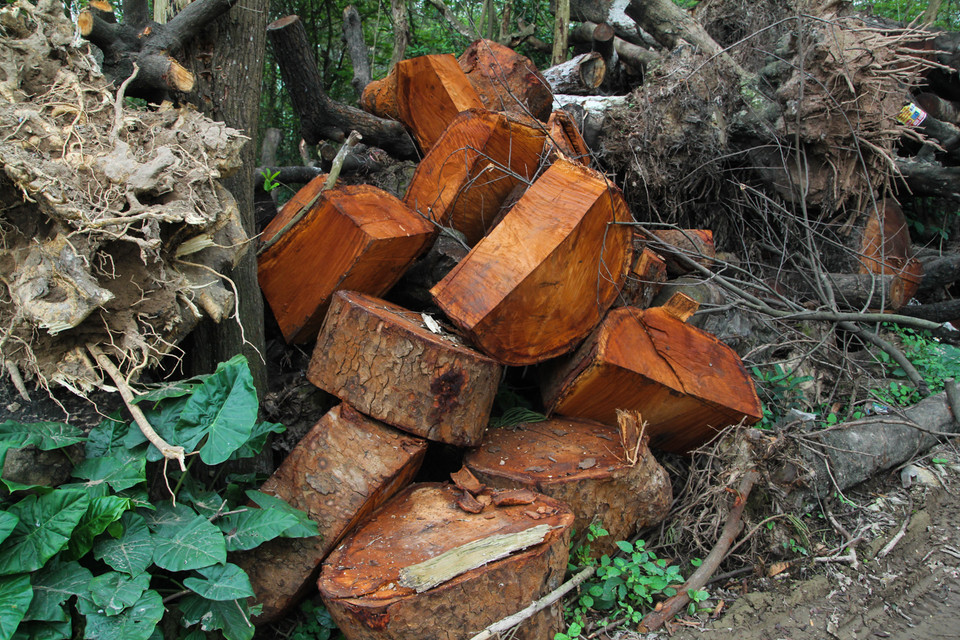 Đối với những cây nằm ở sâu trong khu dân cư, các công nhân buộc phải cưa cắt thành thớt để thuận tiện vận chuyển về vườn ươm. (Ảnh: Minh Sơn-Sơn Bách/Vietnam+)