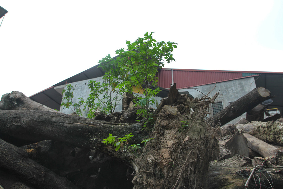 Gỗ mục được để tại một khu vực riêng, đã phơi sương nắng hàng năm trời. (Ảnh: Minh Sơn-Sơn Bách/Vietnam+)