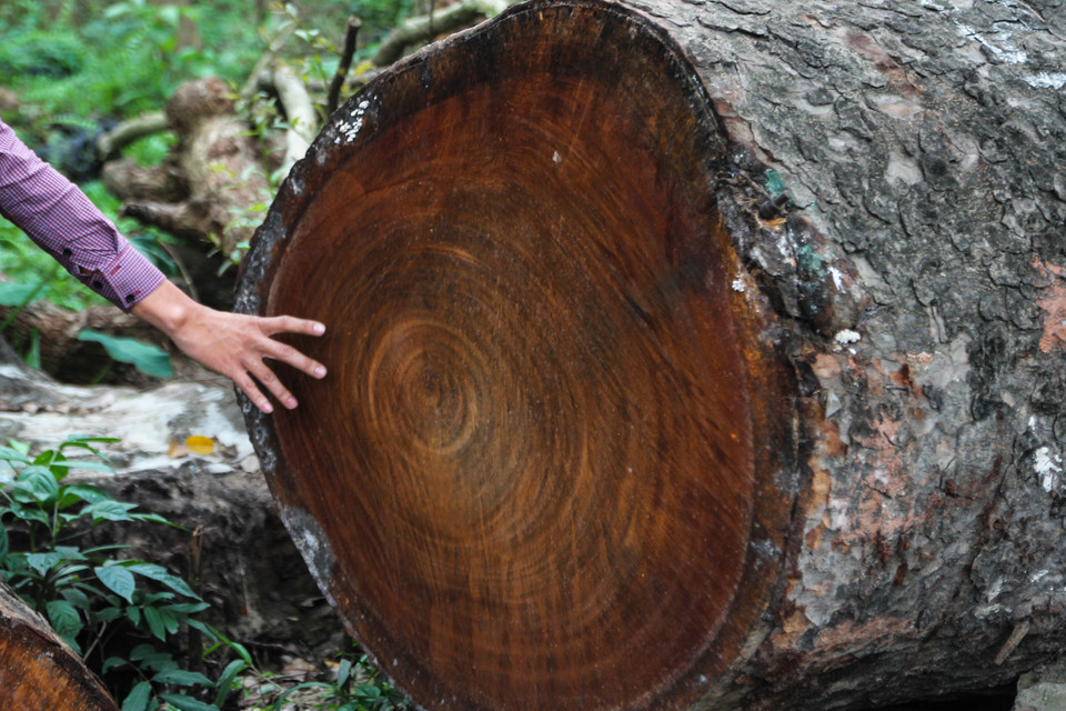 Cận cảnh những thân cây có đường kính lên tới cả mét. (Ảnh: Minh Sơn-Sơn Bách/Vietnam+)