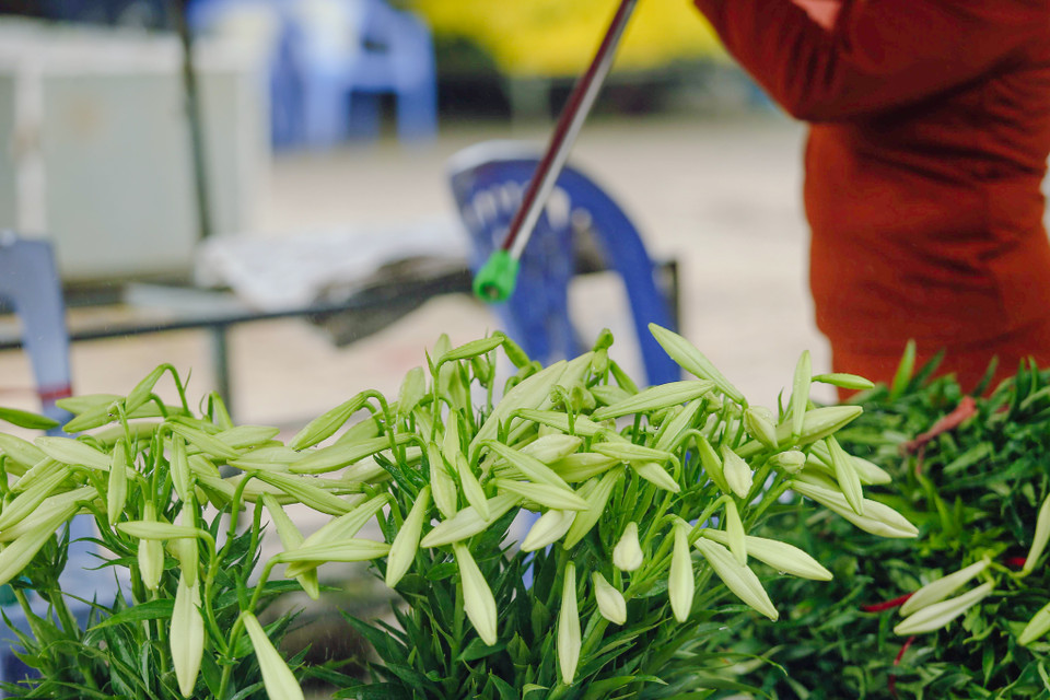 (Ảnh: Thế Đại/Vietnam+)