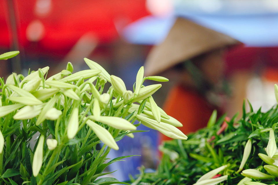 (Ảnh: Thế Đại/Vietnam+)