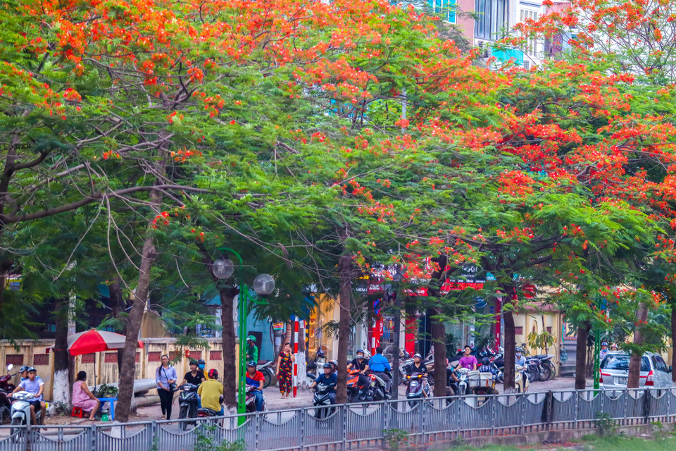 Sắc màu đỏ thẳm của hoa phượng khiến lòng người xao xuyến khi nhớ về một thời tuổi học sinh đi qua. (Ảnh: Vietnam+)