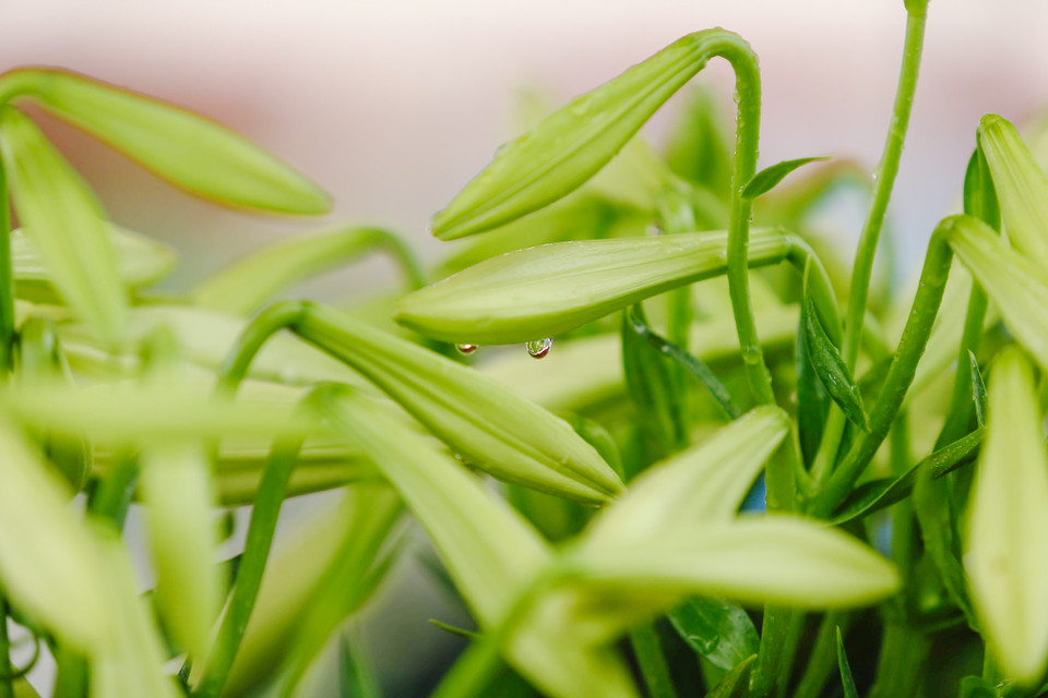 (Ảnh: Thế Đại/Vietnam+)