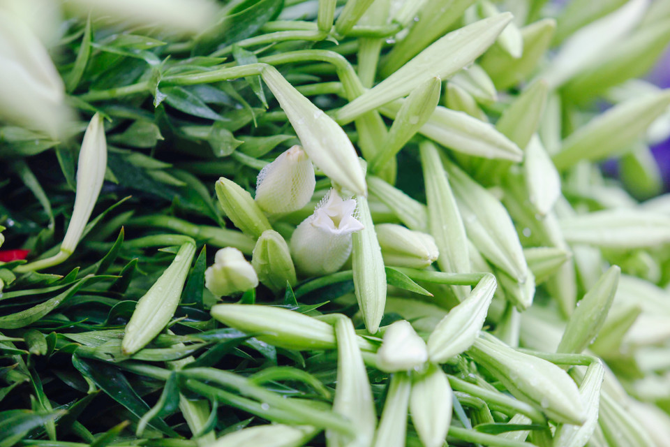 (Ảnh: Thế Đại/Vietnam+)