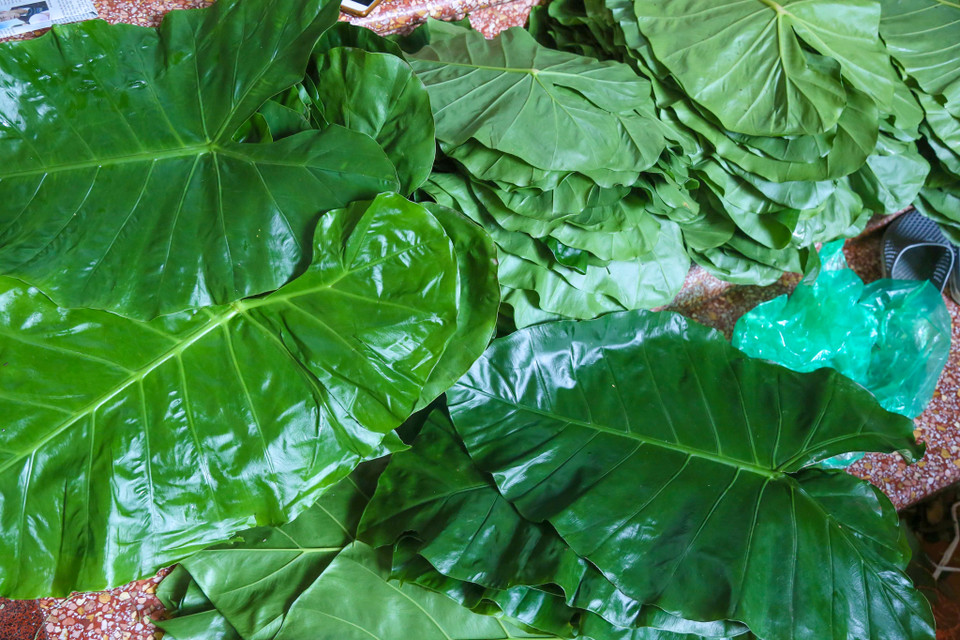 Hiện nay còn chưa đến chục gia đình ở làng Vòng theo nghề truyền thống này vì mỗi năm lại có hai vụ trong khoảng thời gian từ tháng 7 đến tháng 10. (Ảnh: Vietnam+)