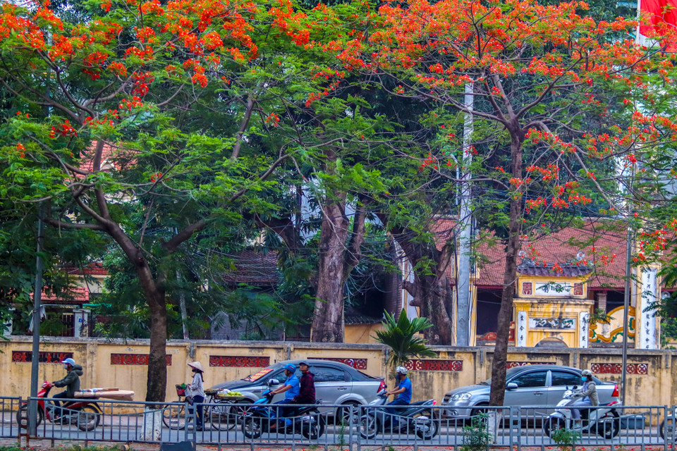Hàng hoa phượng được trồng dọc theo sông Tô Lịch làm con sông này trở nên thơ mộng hơn. (Ảnh: Vietnam+)