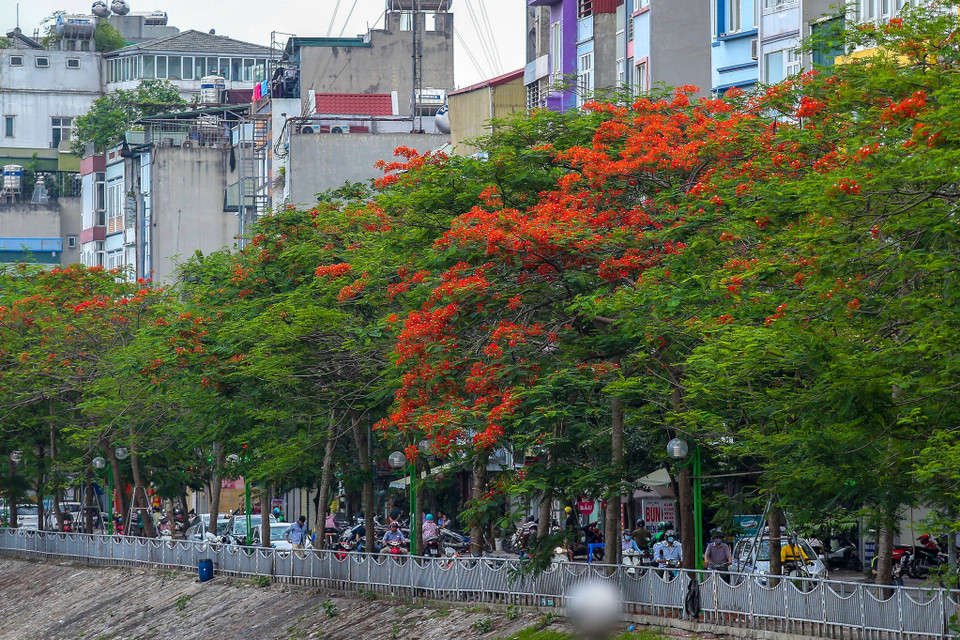 Thêm nữa, màu đỏ rực rỡ giữa nền trời xanh biếc, hòa quyện với màu nắng chói chang, hoa phượng đã tạo nên một âm điệu đặc trưng cho mùa Hè rực rỡ. (Ảnh: Vietnam+)