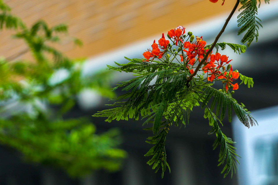 Không phải tự nhiên mà hoa phượng được ví như loài hoa của mùa Hè, mà bởi vì nó không những đẹp mà còn gắn liền với rất nhiều câu chuyện buồn vui đã đi vào thơ văn và sống mãi với thời gian. (Ảnh: Vietnam+)