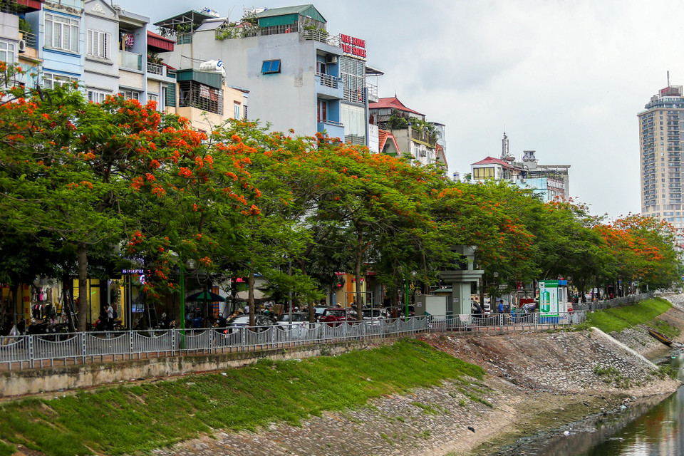 Cứ mỗi khi thấy sắc đỏ hoa phượng rực rỡ trên các tuyến đường Hà Nội, người ta biết mùa Hè đã về. (Ảnh: Vietnam+)
