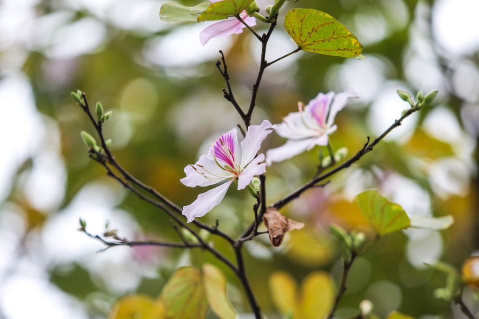 (Ảnh: Thế Đại/Vietnam+)