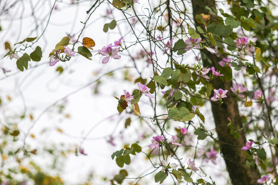 (Ảnh: Thế Đại/Vietnam+)