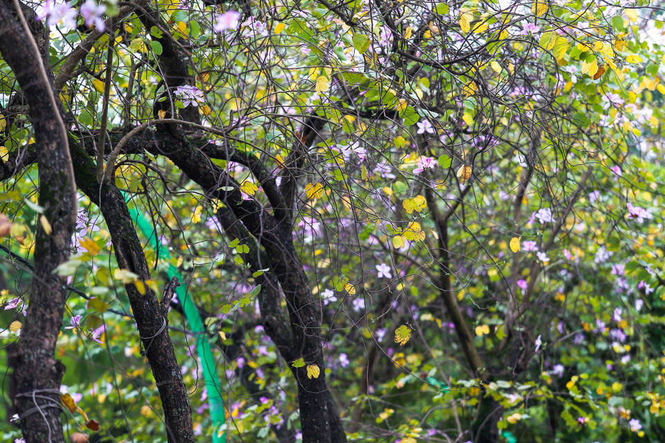 Hoa ban nở khi cơn mưa phùn cuối mùa níu kéo mùa xuân ở lại, khoảng tháng 3 dương lịch hàng năm. (Ảnh: Thế Đại/Vietnam+)