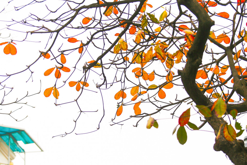 Nếu như Nhật Bản, Hàn Quốc... hấp dẫn du khách với những hàng cây lá vàng, lá phong đỏ vào mùa Thu thì Hà Nội lại khiến người ta trầm trồ bởi sắc đỏ vàng tới muộn của những gốc bàng, gốc lộc vừng cổ thụ. (Ảnh: Thế Đại/Vietnam+)