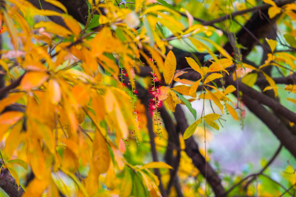 (Ảnh: Thế Đại/Vietnam+)