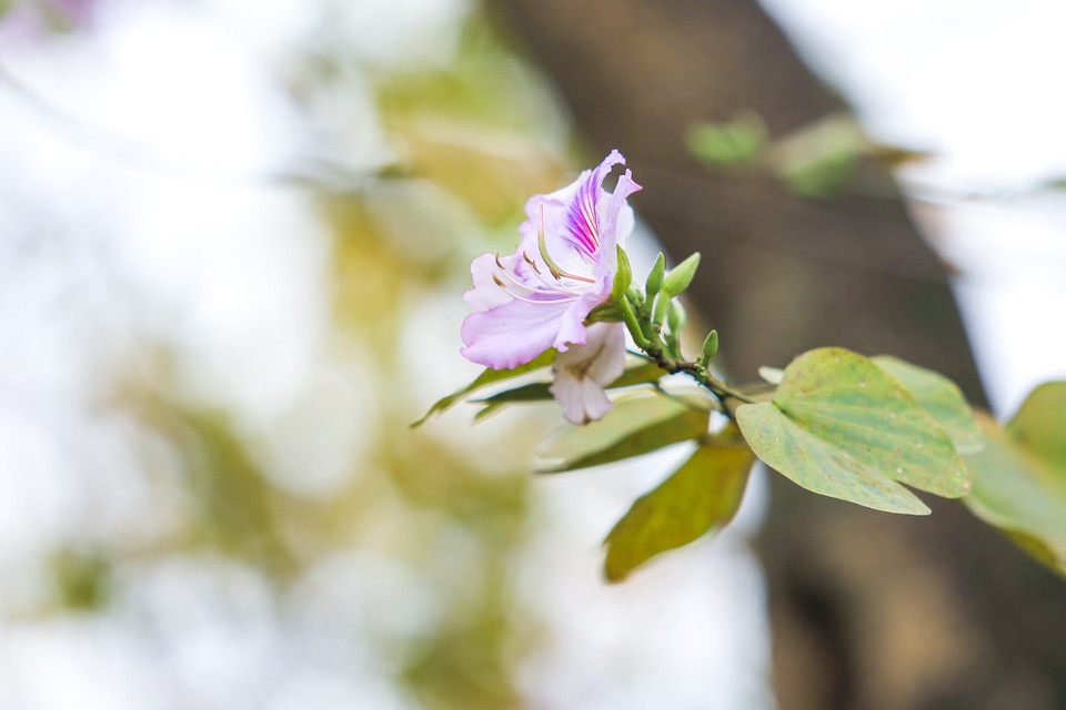(Ảnh: Thế Đại/Vietnam+)