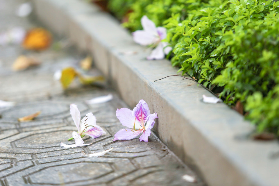 (Ảnh: Thế Đại/Vietnam+)