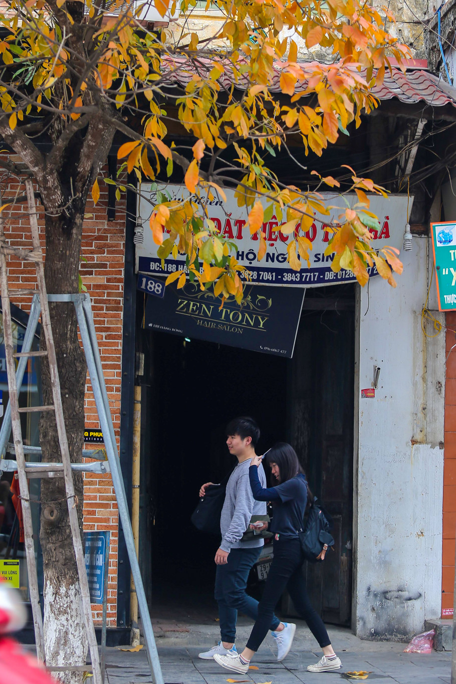 Khúc giao mùa ở Hà Nội không chỉ lãng mạn, xao xuyến lòng người với nhành hoa sưa, hoa ban… mà còn được điểm xuyết bởi sắc vàng rực rỡ của những tán cây lộc vừng thay lá. (Ảnh: Thế Đại/Vietnam+)