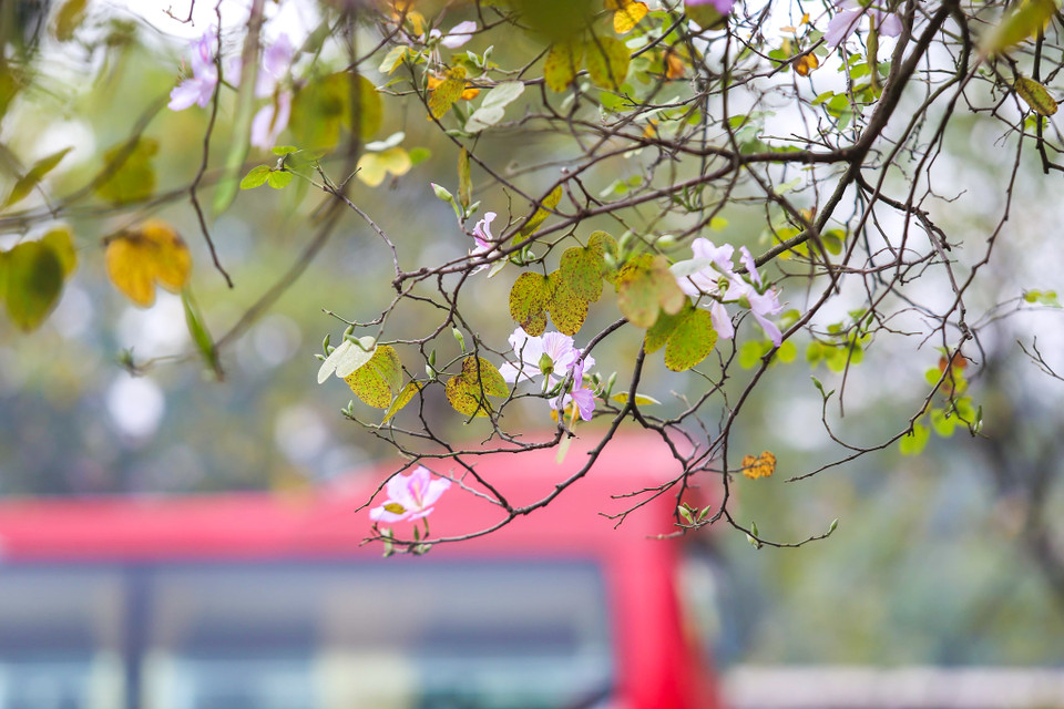 Đối với người Tây Bắc, hoa ban biểu trưng cho sự thủy chung son sắt và vẻ đẹp trắng trong của người con gái. (Ảnh: Thế Đại/Vietnam+)