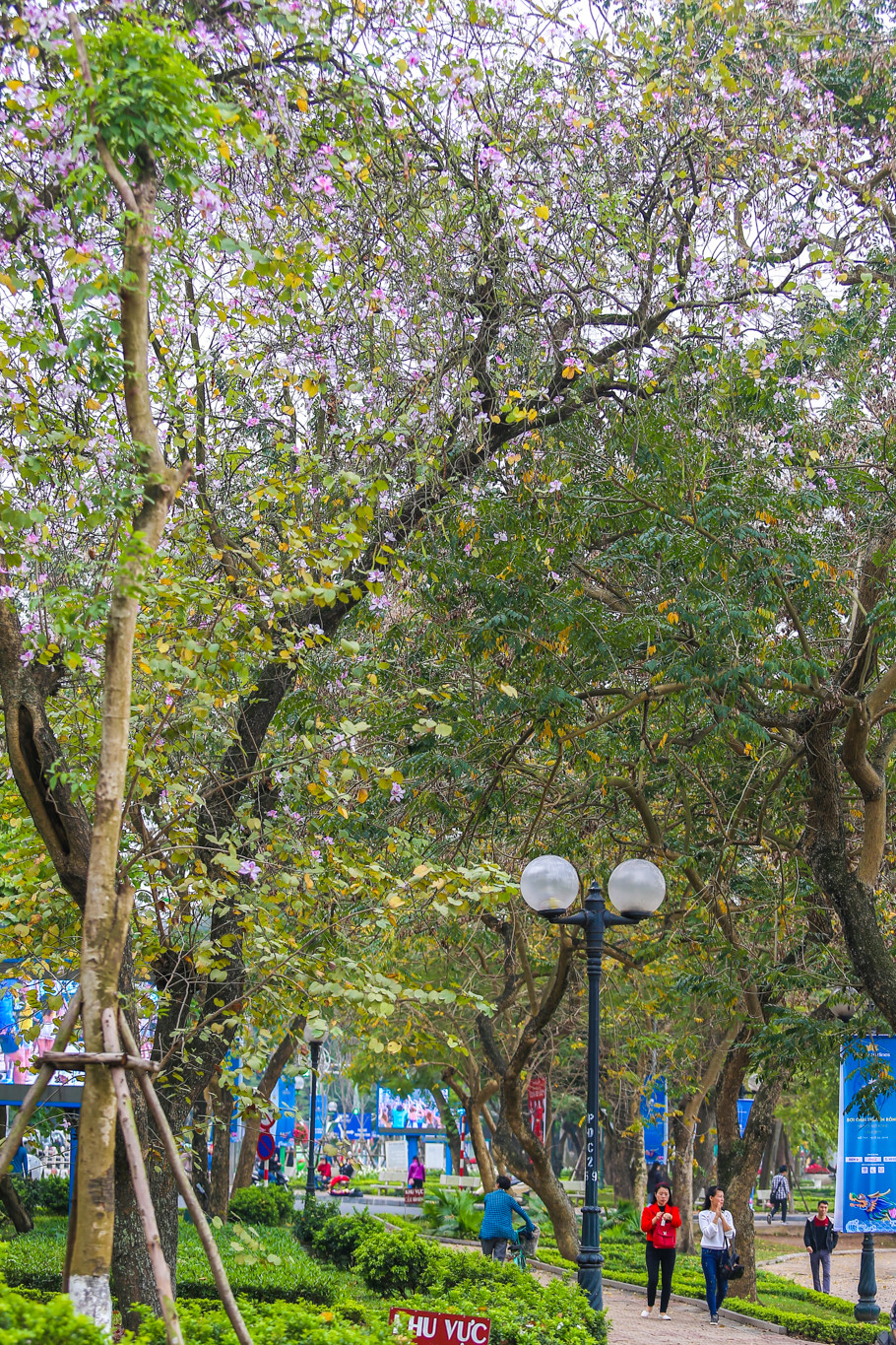 Hoa ban mang hình ảnh của một thời tuổi trẻ mộng mơ nồng nhiệt. (Ảnh: Thế Đại/Vietnam+)