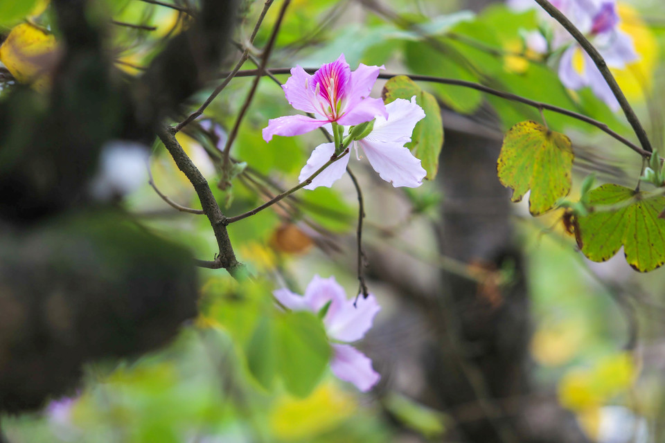 (Ảnh: Thế Đại/Vietnam+)