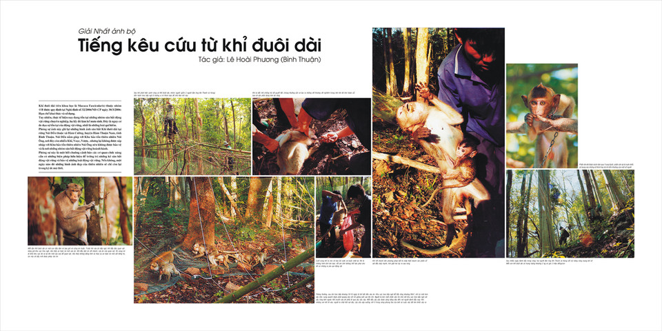 Tác phẩm 'Tiếng kêu cứu từ khỉ đuôi dài' của tác giả Lê Hoài Phương đoạt Giải Nhất Giải ảnh báo chí Khoảnh Khắc Vàng 01.
