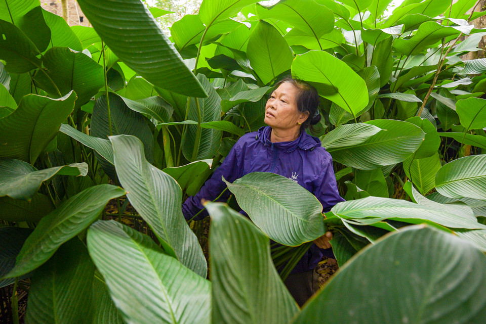 Lá dong Tràng Cát nổi tiếng bởi từng là một trong những nguyên liệu làm nên bánh chưng tiến vua ngày xưa. (Ảnh: Minh Sơn/Vietnam+)
