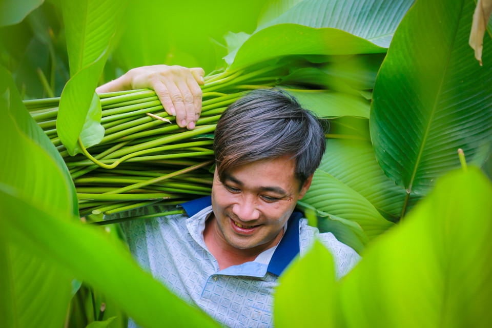 Trồng một lần nhưng được thu hoạch quanh năm và nhiều năm sau đó nên lá dong là một trong những sản phẩm giúp bà con có thêm thu nhập những lúc nông nhàn. (Ảnh: Minh Sơn/Vietnam+)