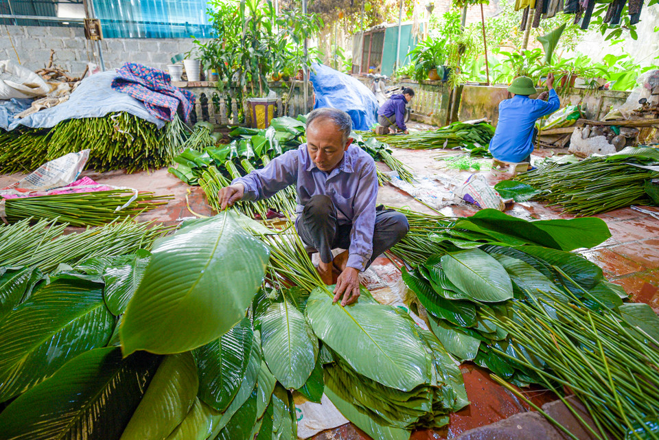 Việc thu hoạch lá dong phải tiến hành nhanh chóng vì để lâu lá sẽ héo ảnh hưởng tới việc gói bánh chưng phục vụ Tết. (Ảnh: Minh Sơn/Vietnam+)
