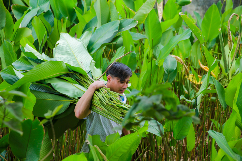 Do ưa ẩm, mát nên người dân Tràng Cát thường xen canh dong với nhiều loại cây tán cao trong vườn chứ không trồng tập trung thành ruộng lớn. (Ảnh: Minh Sơn/Vietnam+)