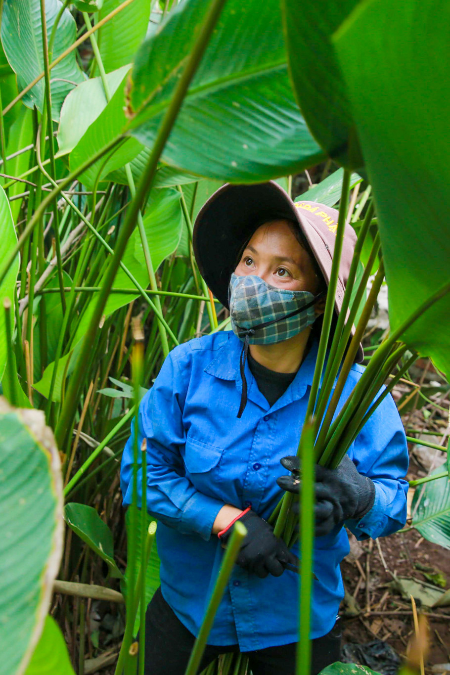 Chị Liễu, một người nông dân tại Tràng Cát cho biết, dịp cận Tết mỗi ngày chị có thể cắt hàng ngàn lá. (Ảnh: Minh Sơn/Vietnam+)