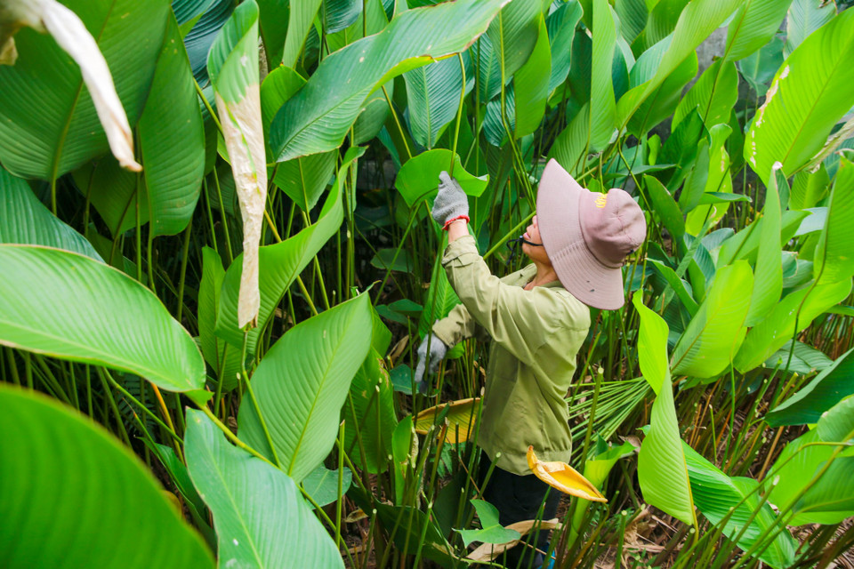 Những người nông dân khi cắt lá dong phải đi vào tận bên trong những ruộng lá xanh tốt như đi vào trong rừng. (Ảnh: Minh Sơn/Vietnam+)