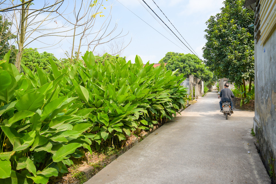 Ngay từ đầu tháng Chạp, làng lá dong Tràng Cát (Thanh Oai, Hà Nội) lại nhộn nhịp, tất bật bước vào mùa thu hoạch phục vụ cho Tết Nguyên đán. (Ảnh: Minh Sơn/Vietnam+)