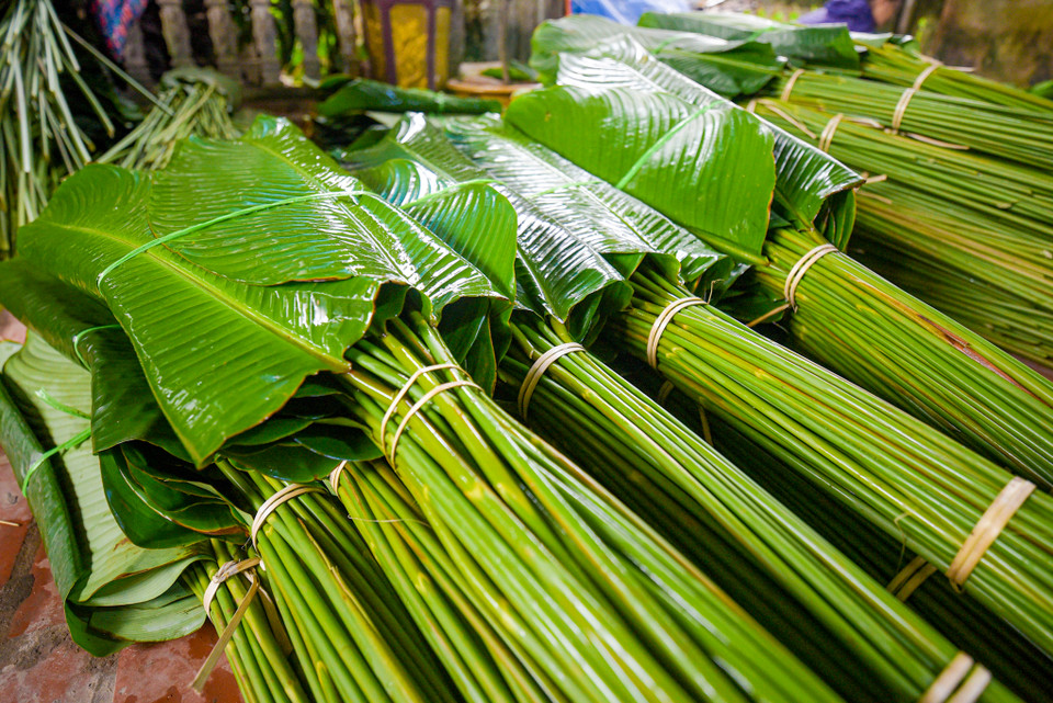 Người dân Tràng Cát cho biết, năm nay là dong được mùa, lá đẹp và giá bán đắt hơn so với 2 năm về trước. Lá loại 1 đang được bán buôn với giá 100.000 đồng/100 lá. Người dân thường xếp mỗi bó 50 lá để dễ vận chuyển. (Ảnh: Minh Sơn/Vietnam+)