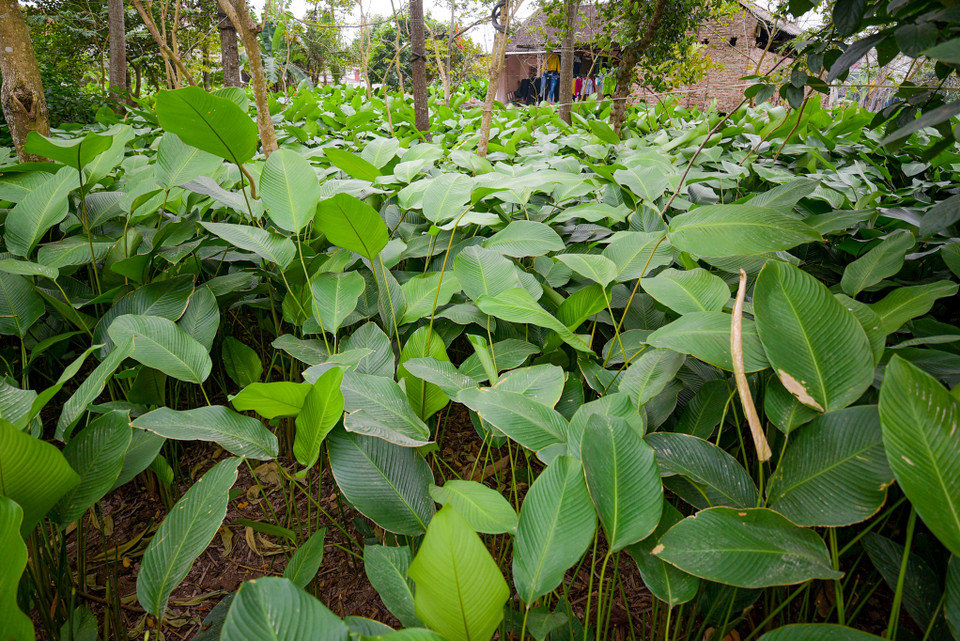 Ở Tràng Cát, gần như nhà nào cũng trồng lá dong. Dịp cận Tết, con đường làng trải một màu xanh mướt. (Ảnh: Minh Sơn/Vietnam+)