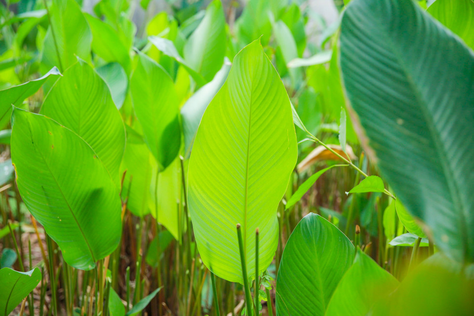 Cây dong chỉ thu hoạch lá nên người dân có thể trồng quanh năm. Đất nơi đây tốt nên những khóm lá luôn mọc rất nhiều và đạt độ cao lên tới 2,5m. (Ảnh: Minh Sơn/Vietnam+)