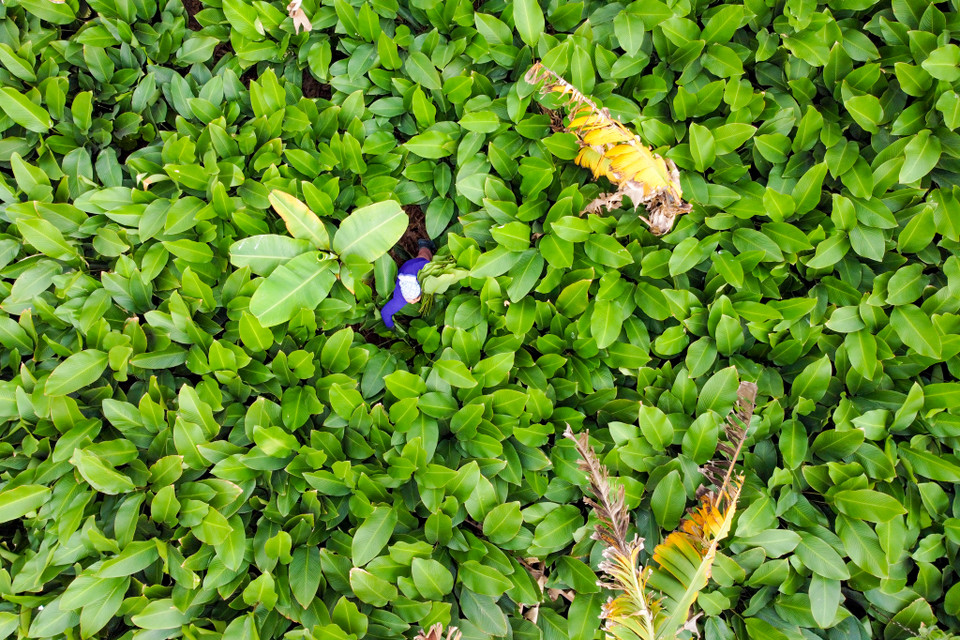 Lá dong ở đây được ưa chuộng bởi có màu xanh mướt, lá dai, bản to, cuống lá xanh sáng chứ không xanh đen, xanh sẫm như lá dong rừng. (Ảnh: Minh Sơn/Vietnam+)