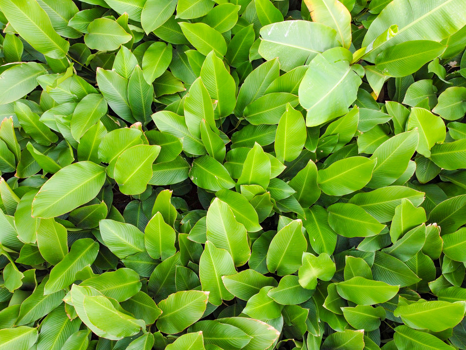 Làng Tràng Cát nổi tiếng với nghề trồng lá dong từ hàng trăm năm nay. Lá dong của làng phục vụ nhu cầu gói bánh chưng trong dịp Tết và gói bánh, gói xôi quanh năm cho khu vực Hà Nội. (Ảnh: Minh Sơn/Vietnam+)