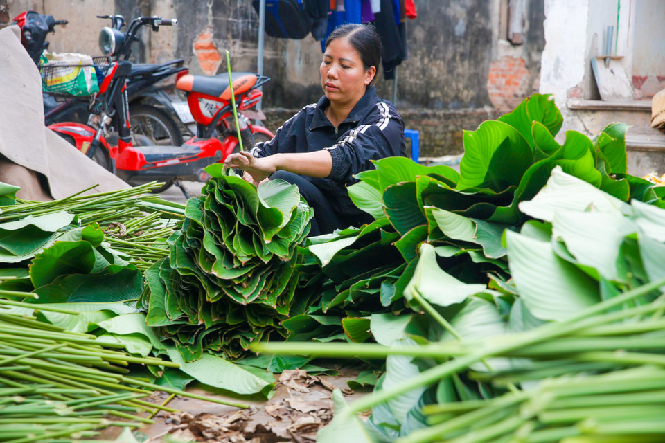Việc thu hoạch lá dong sẽ kéo dài từ ngày mùng 10/12 (Âm lịch) cho tới sát Tết Nguyên đán. (Ảnh: Minh Sơn/Vietnam+)
