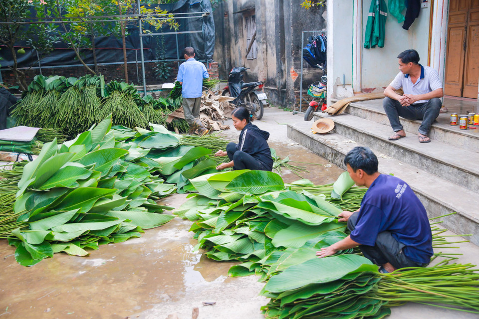 Dù diện tích không còn nhiều như cách đây khoảng 5 năm nhưng tại thôn Tràng Cát, người ta vẫn dành những khoảnh đất nhất định để trồng lá dong. (Ảnh: Minh Sơn/Vietnam+)
