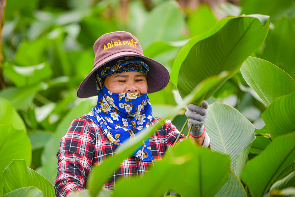 Theo nhiều người nông dân, bánh chưng được gói bằng lá dong Tràng Cát có màu xanh đẹp mắt và vị thơm tự nhiên. (Ảnh: Minh Sơn/Vietnam+)
