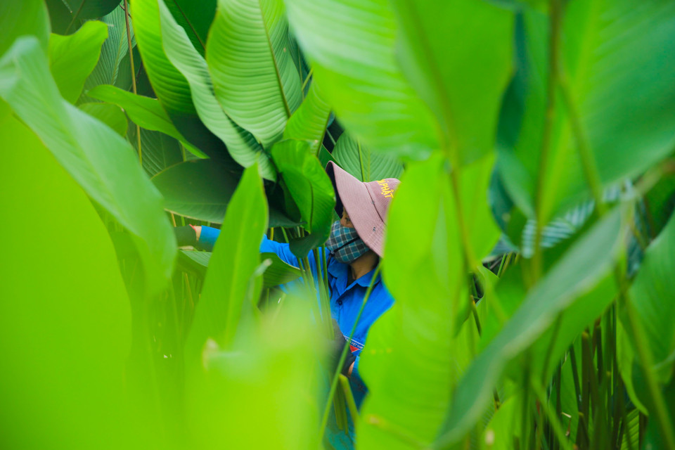 Tại thôn Tràng Cát hiện có khoảng 250 hộ đang trồng lá dong. (Ảnh: Minh Sơn/Vietnam+)