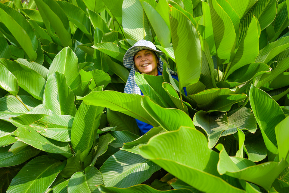 Khác với trồng lúa, trồng lá dong không yêu cầu nông dân phải vất vả. Chỉ cần tưới nước, bón phân, làm cỏ, cắt lá sâu thì lá cây sẽ đẹp và tươi tốt, cho thu hoạch quanh năm. (Ảnh: Minh Sơn/Vietnam+)