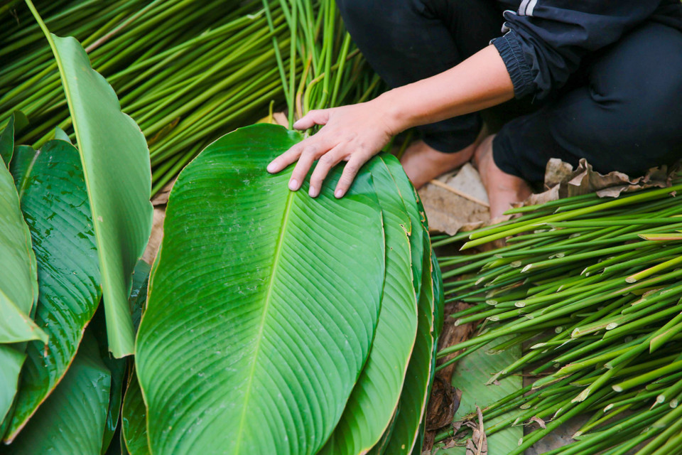 Tràng Cát nằm trong vùng bãi bồi của dòng sông Đáy, đất màu mỡ, lá to đẹp, đều khiến nhiều người ưa chuông. (Ảnh: Minh Sơn/Vietnam+)