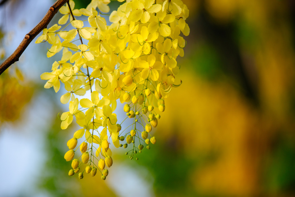 Cánh muồng hoàng yến hình bầu dục, mặt ngoài phủ lông mượt. Mỗi bông hoa có đường kính 4-7cm. (Ảnh: Minh Sơn/Vietnam+)